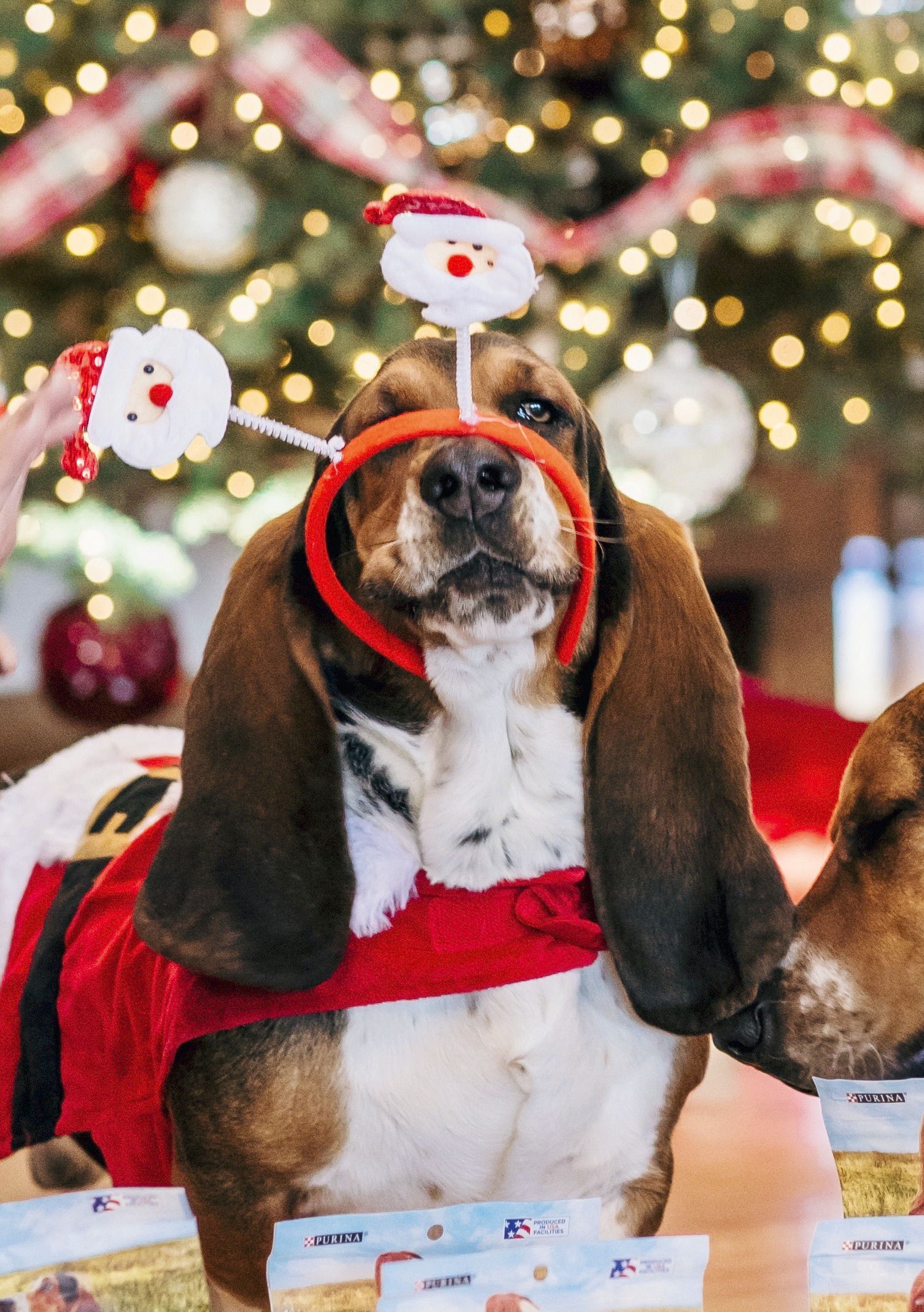 recycled fire hose dog toys