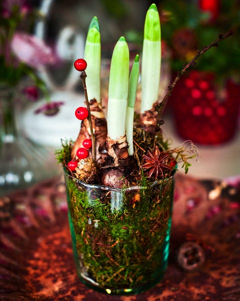 christmas foliage ideas spring bulbs