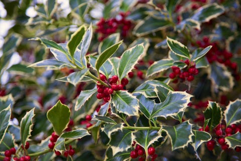 christmas garden decorations, holly with fruits ilex aquifolium detail of the red fruit of this typical christmas tree outdoors