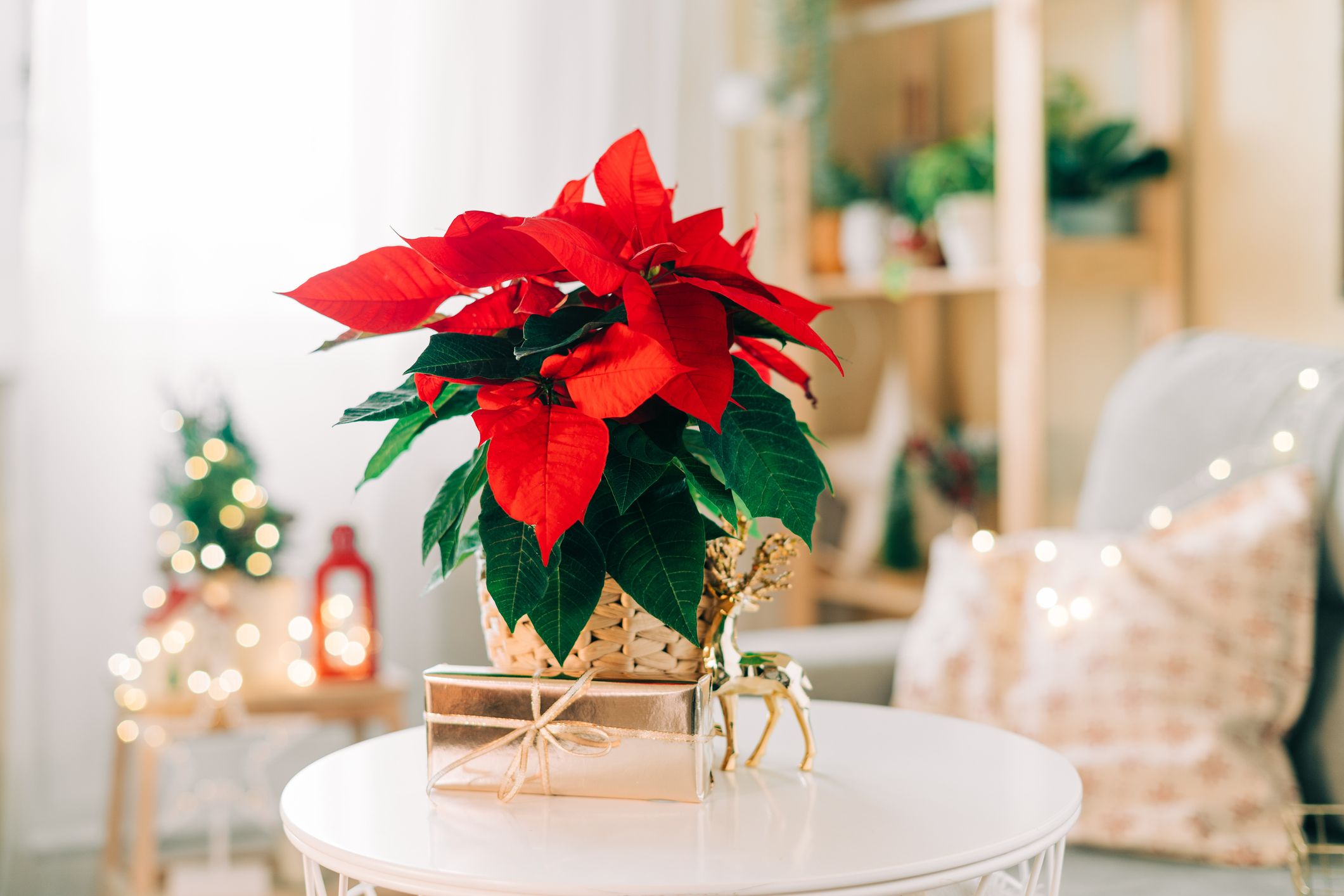 20 Best Christmas Plants   Best Flowers for Christmas and Winter