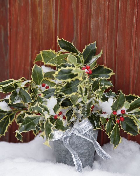 best christmas plants english holly