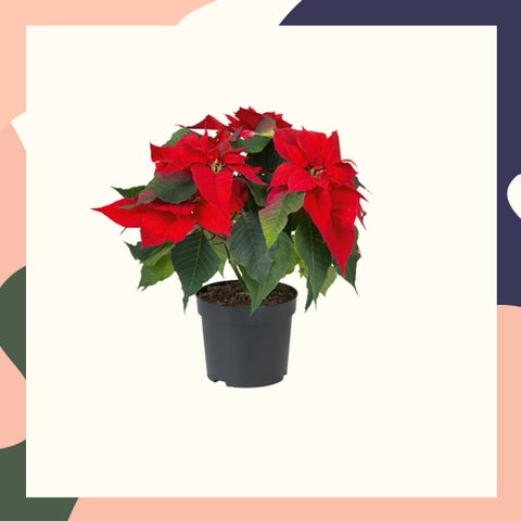 Lidl Launches Range Of Must-Have Indoor Christmas Plants