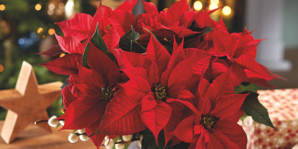 Image result for poinsettia plant facts