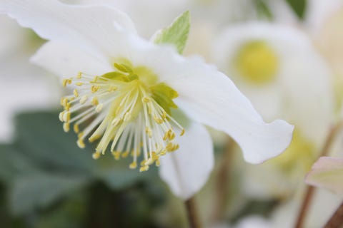 Christmas rose