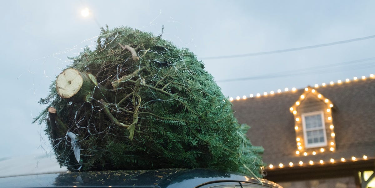 How to look after your Christmas tree