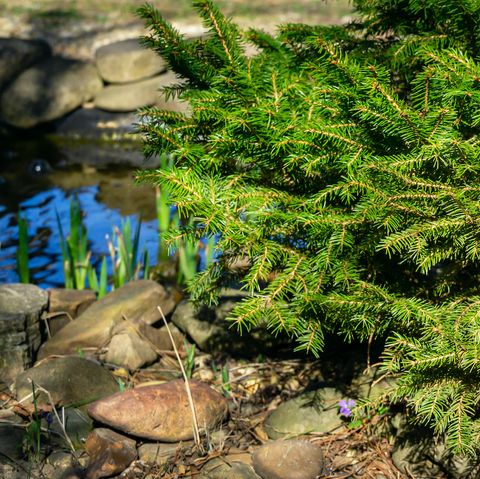 fir tree near garden pond