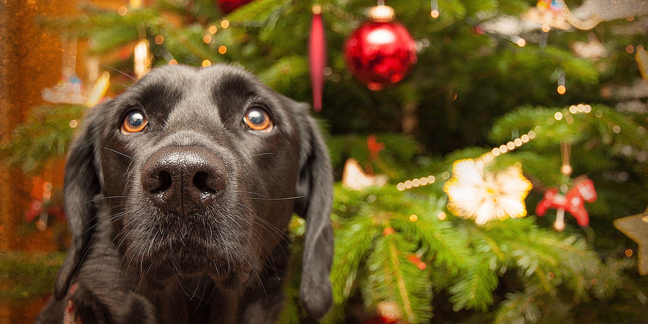 are real christmas trees bad for dogs