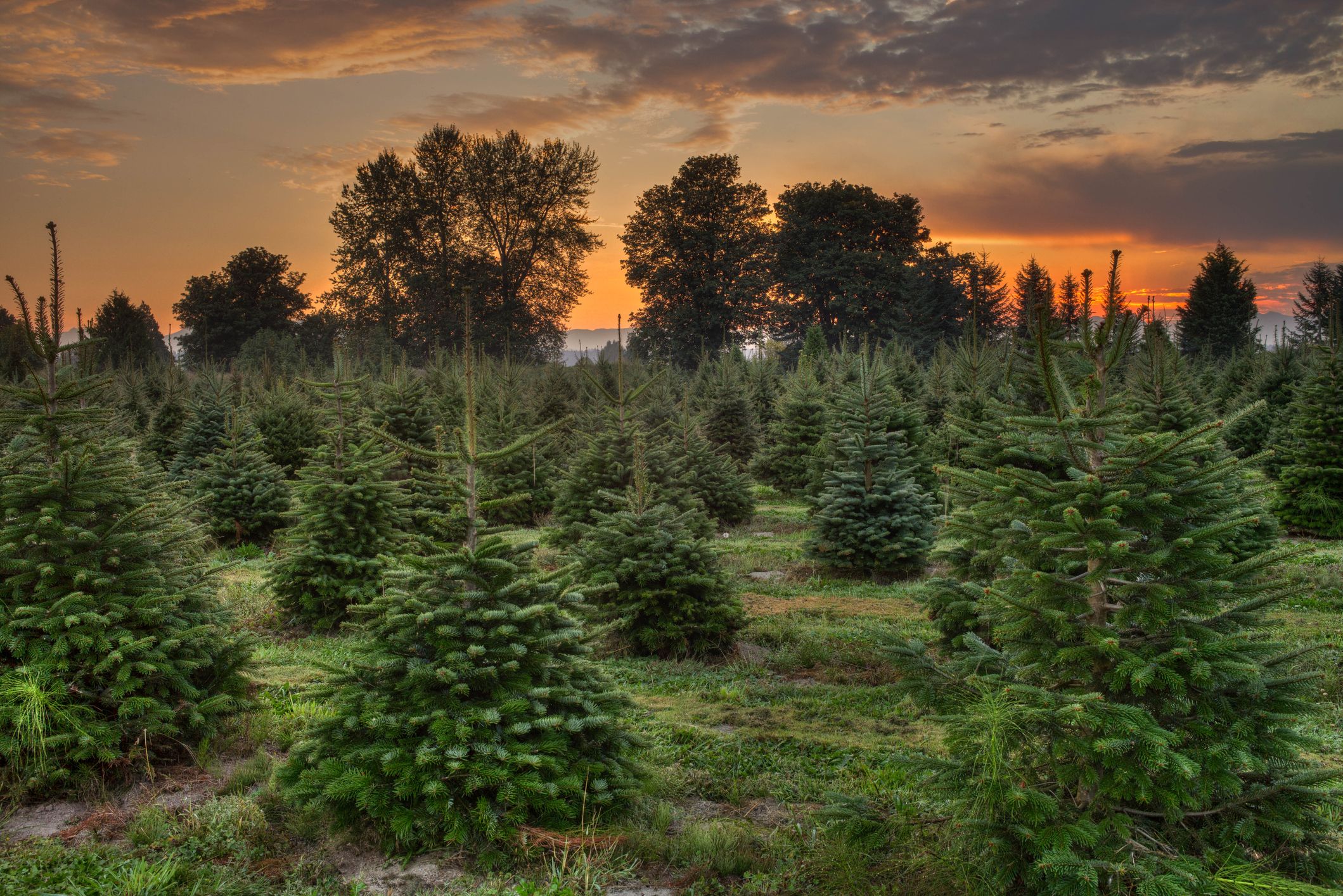 50 Best Christmas Tree Farms In America Christmas Tree Farms Near Me   Christmas Tree Farm In Morning Sunrise Royalty Free Image 515051215 1541100609 