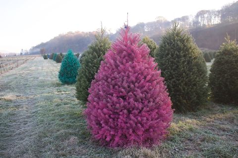 30 Best Christmas Tree Farms - Christmas Tree Farms Near Me