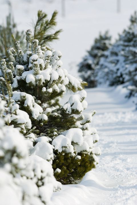 50 Best Christmas Tree Farms In America - Christmas Tree Farms Near Me