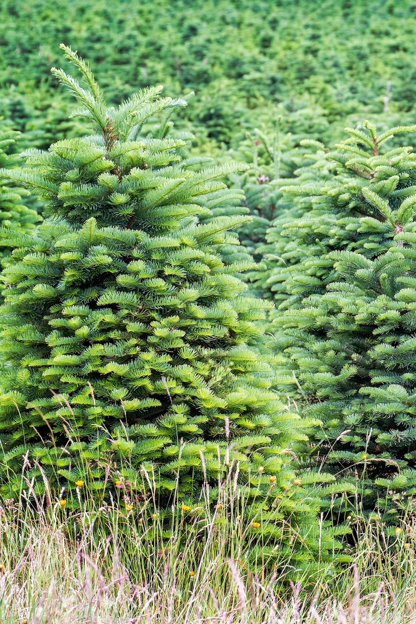 Christmas Tree Farms Near Me Best Christmas Tree Farms In U S   Christmas Tree Farms In Virginia 1540327073 