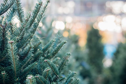 Real Christmas Tree Guide Types Of Trees
