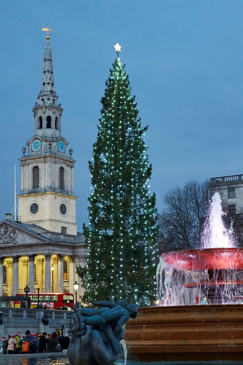 christmas facts -Christmas tree in Trafalger Square at dusk