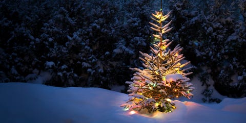 christmas-tree-with-fresh-and-fluffy-sno