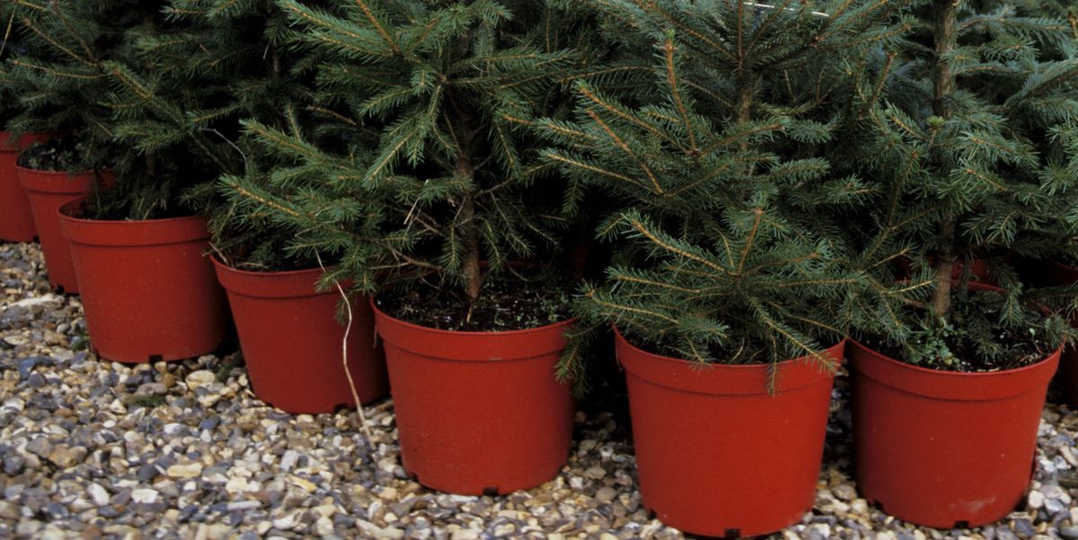 How To Care For Your Potted Christmas Tree - Real Christmas Trees In Pots