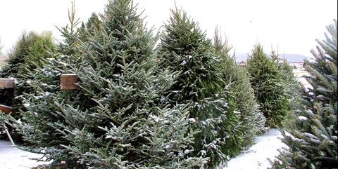 Best Christmas Tree Delivery Services Near NYC 2019 - Real Christmas Trees Delivered & Decorated