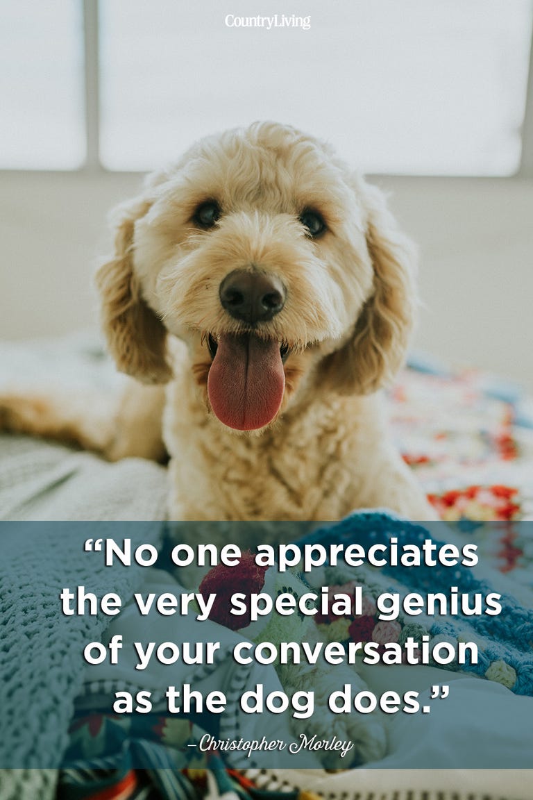 Cute Dog Quotes Love Cute Dog Quotes Love