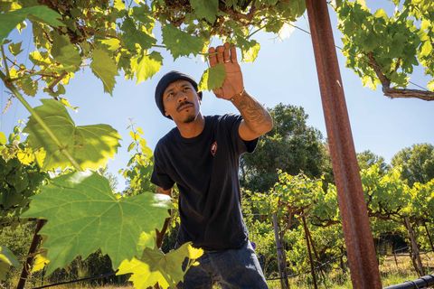 christopher renfro examines vines at alemany farm in san francisco, in 2019 he revived the abandoned vineyard and started the 280 project