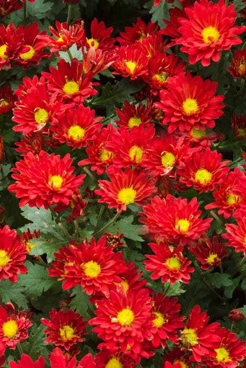 16 Romantic Flower Meanings Symbolism Of Different Kinds Of Flowers Woman S Day