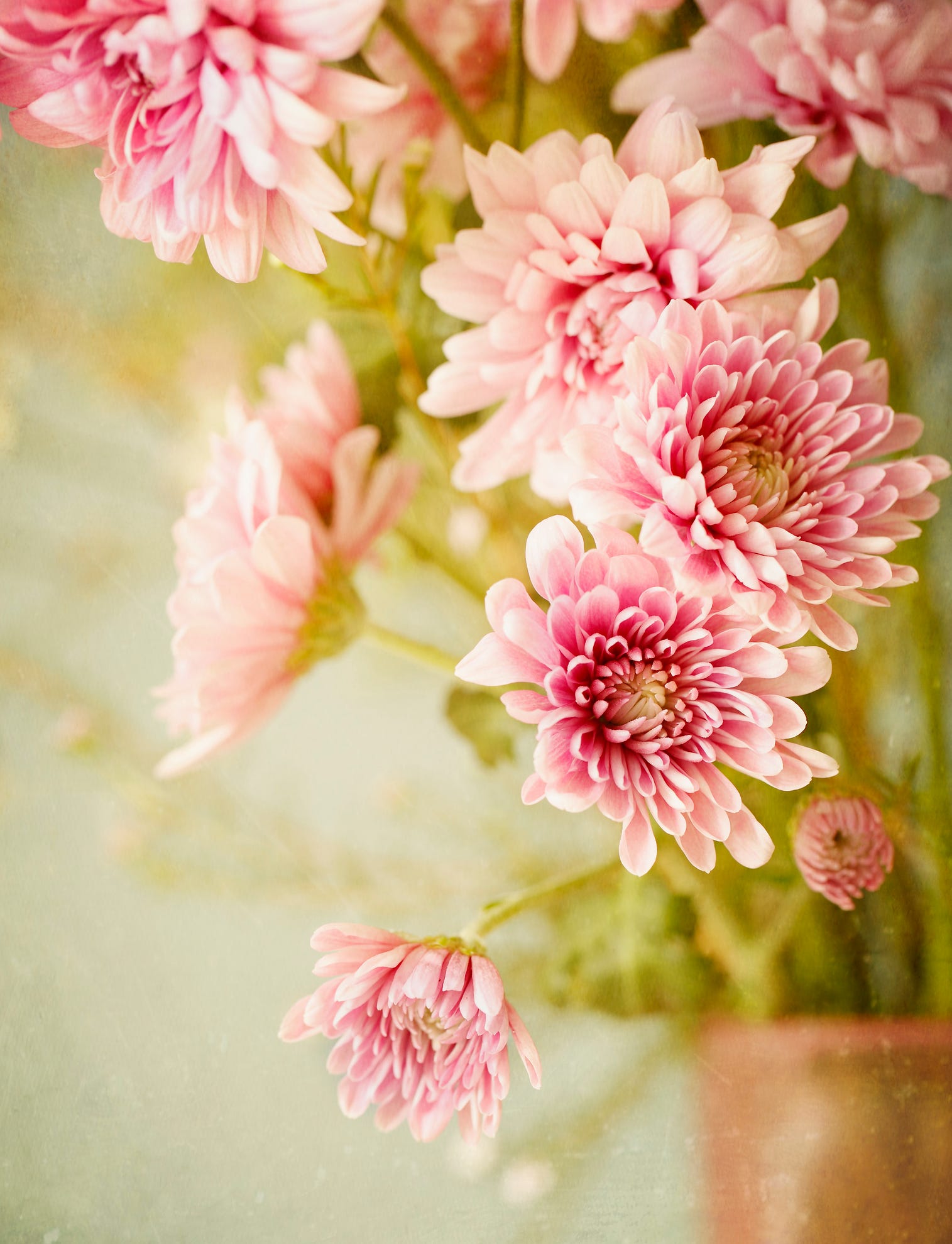 Fleur, rose, pétale, plante, plante fleurie, création florale, chrysanthème, printemps, pivoine, fleurs coupées, 