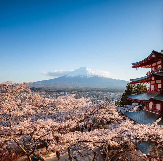 Chureito pagoda and Mt Fuji with cherry blossom