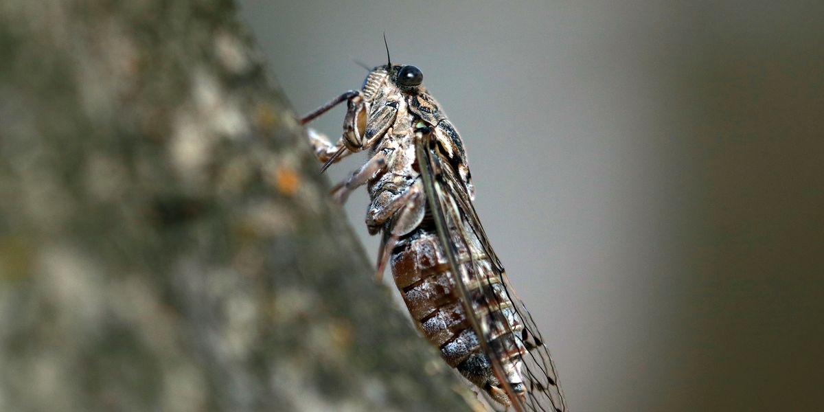 'Zombie Cicadas' Have Been Spotted in the United States and We're Officially Creeped Out - Yahoo Lifestyle