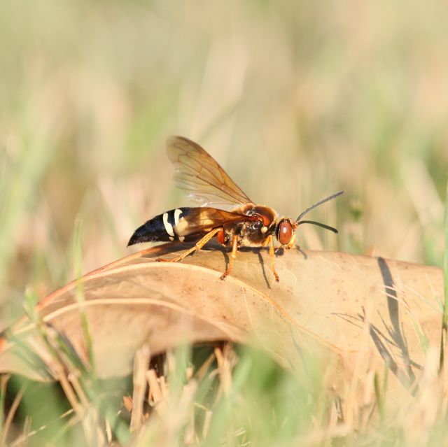 cicada killer on leaf royalty free image