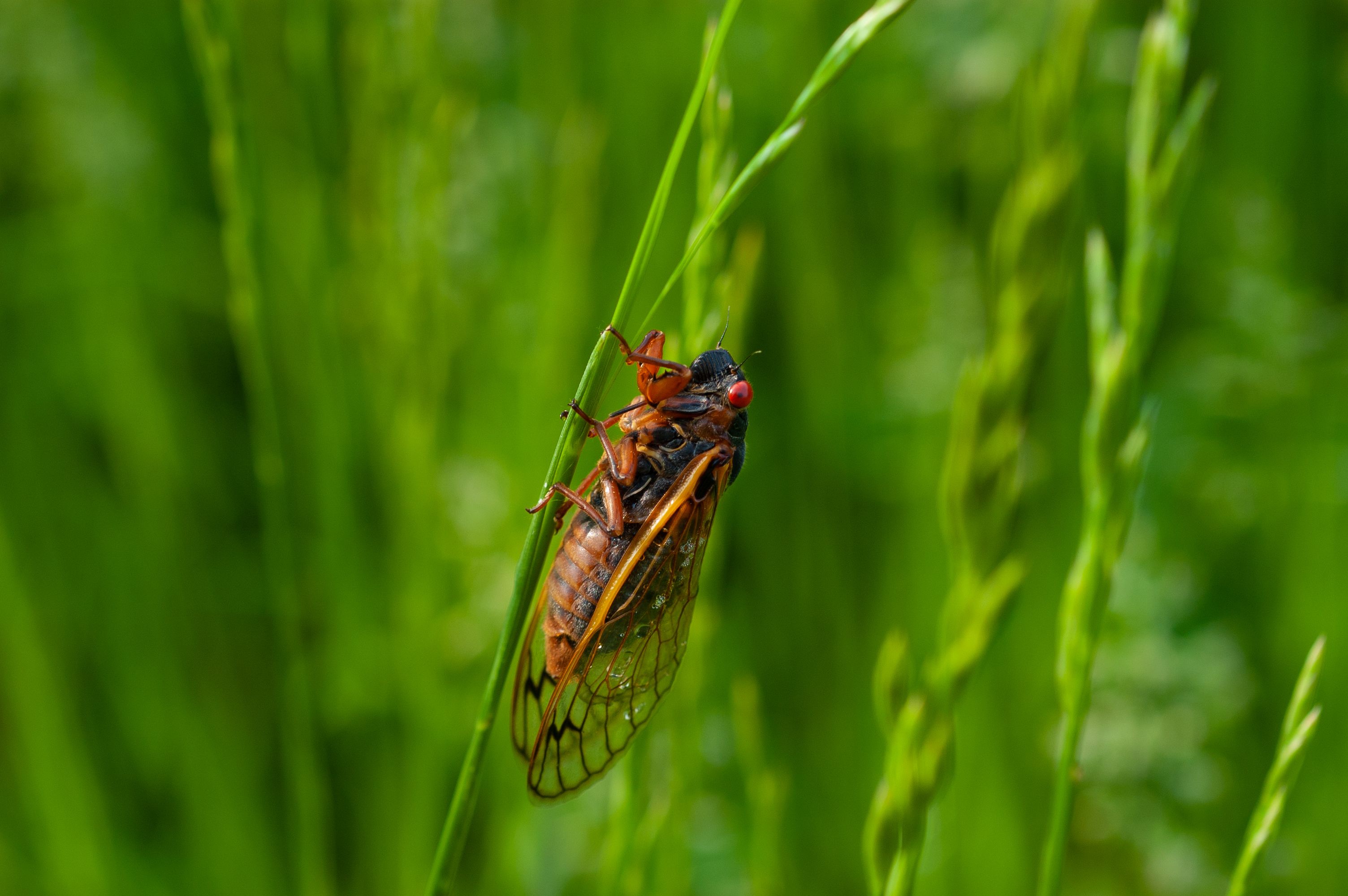 cicada season