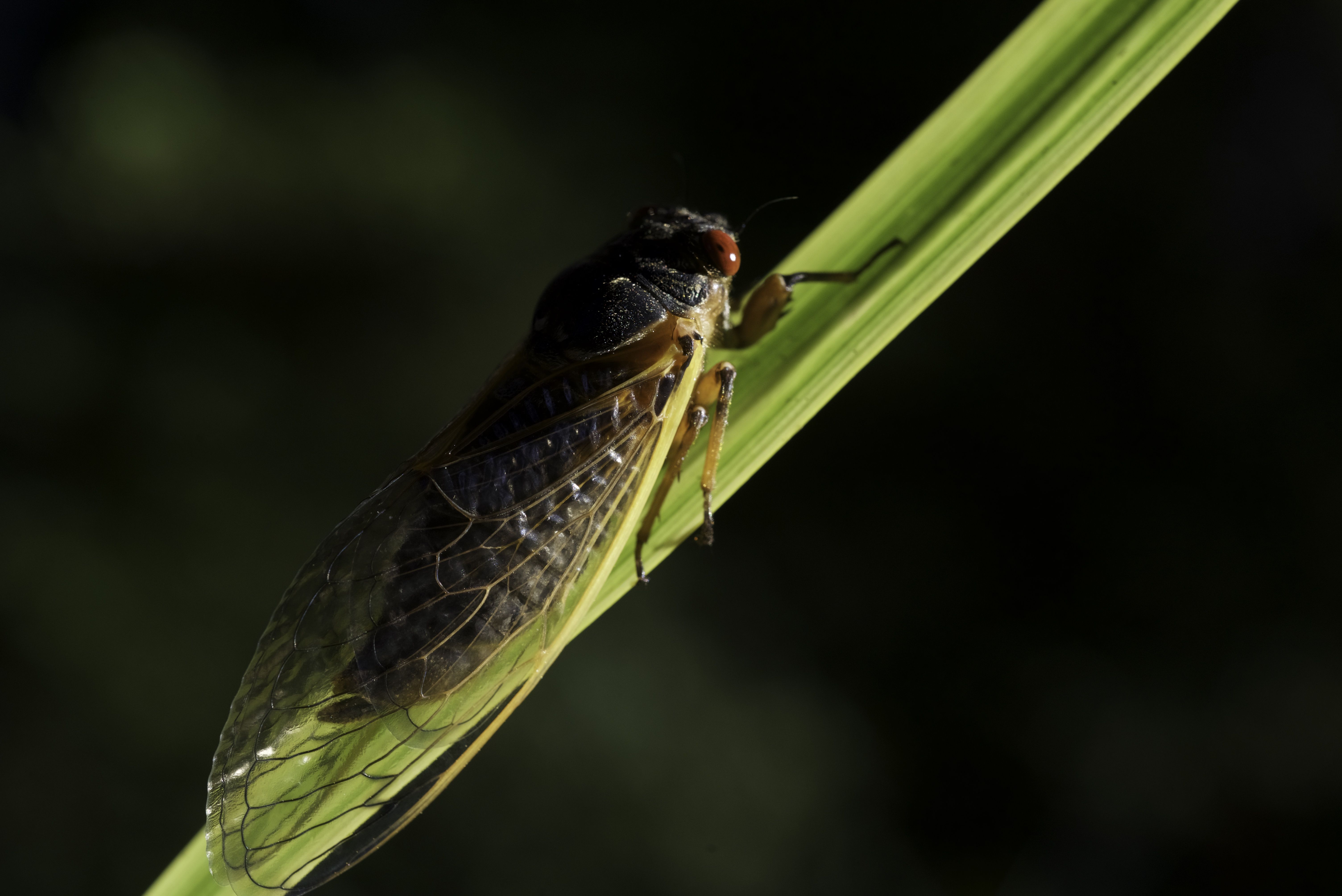 8 Tips To Survive Cicada Season