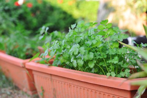 cilantro growing in brown pot