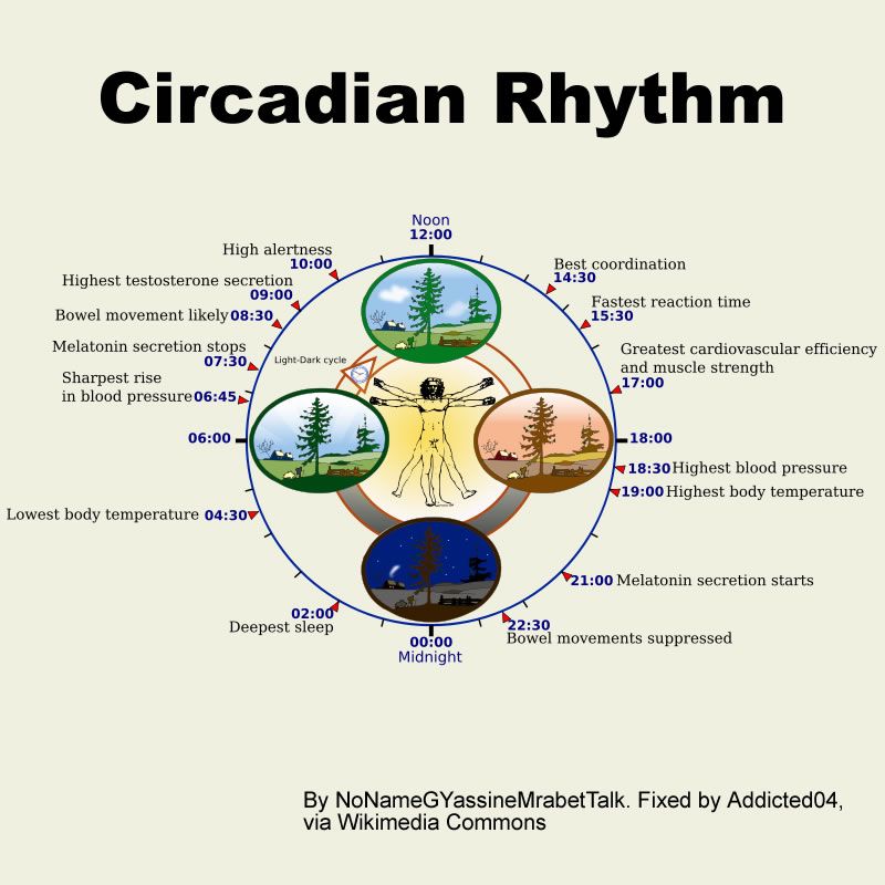 que es el reloj circadiano