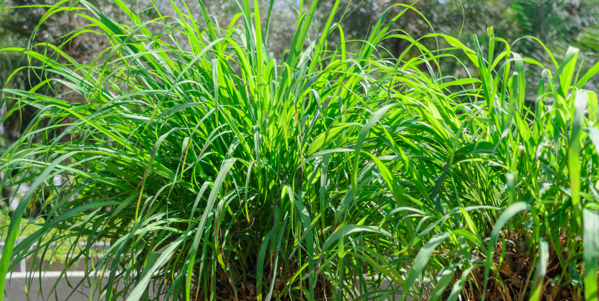 Citronella Plants For Mosquitoes Do They Work As A Repellent