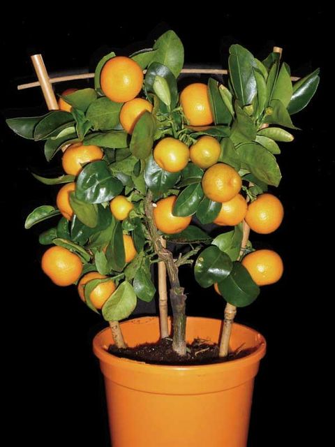 Flowering plant, Plant, Citrus, Mandarin orange, Fruit, Rangpur, Fruit tree, Calamondin, Orange, Flower, 