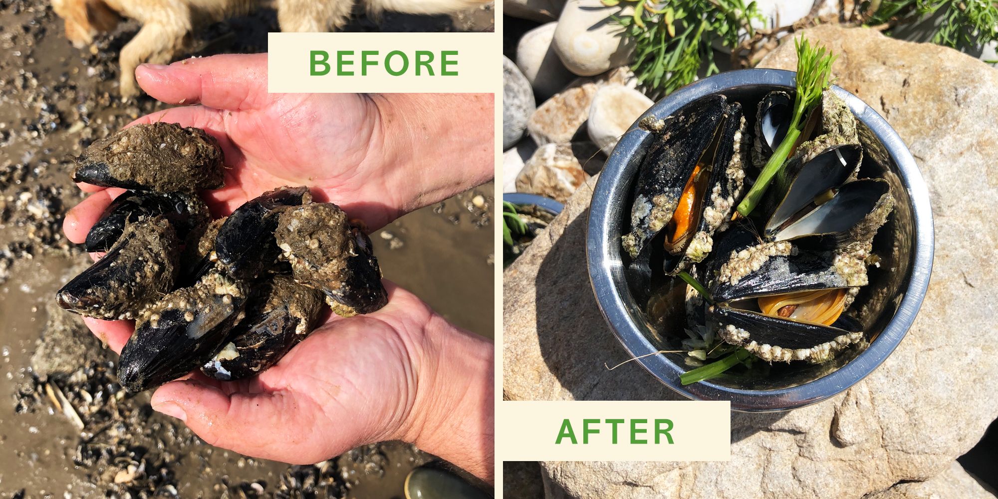 Coastal Foraging In Carmarthenshire Wales We Collected