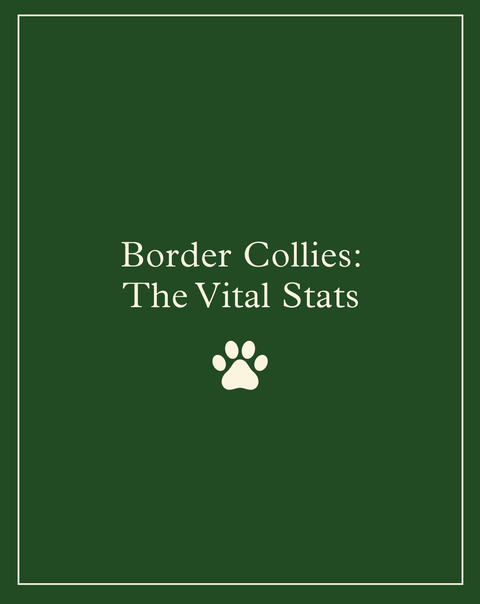 border collies