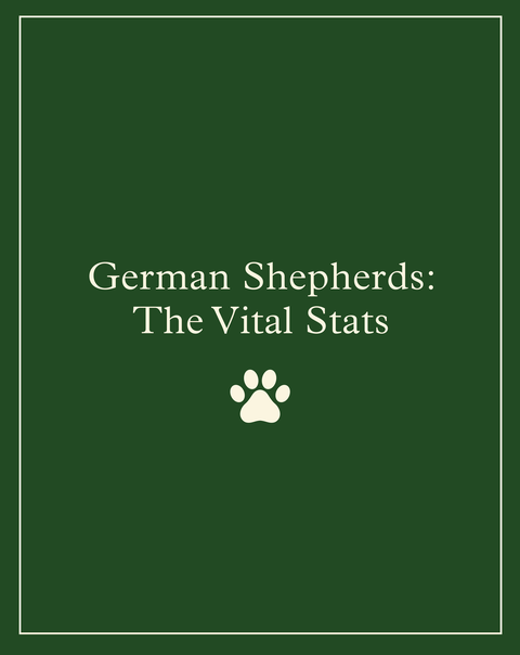 German Shepherd: Facts, Characteristics, Temperament, Life Span