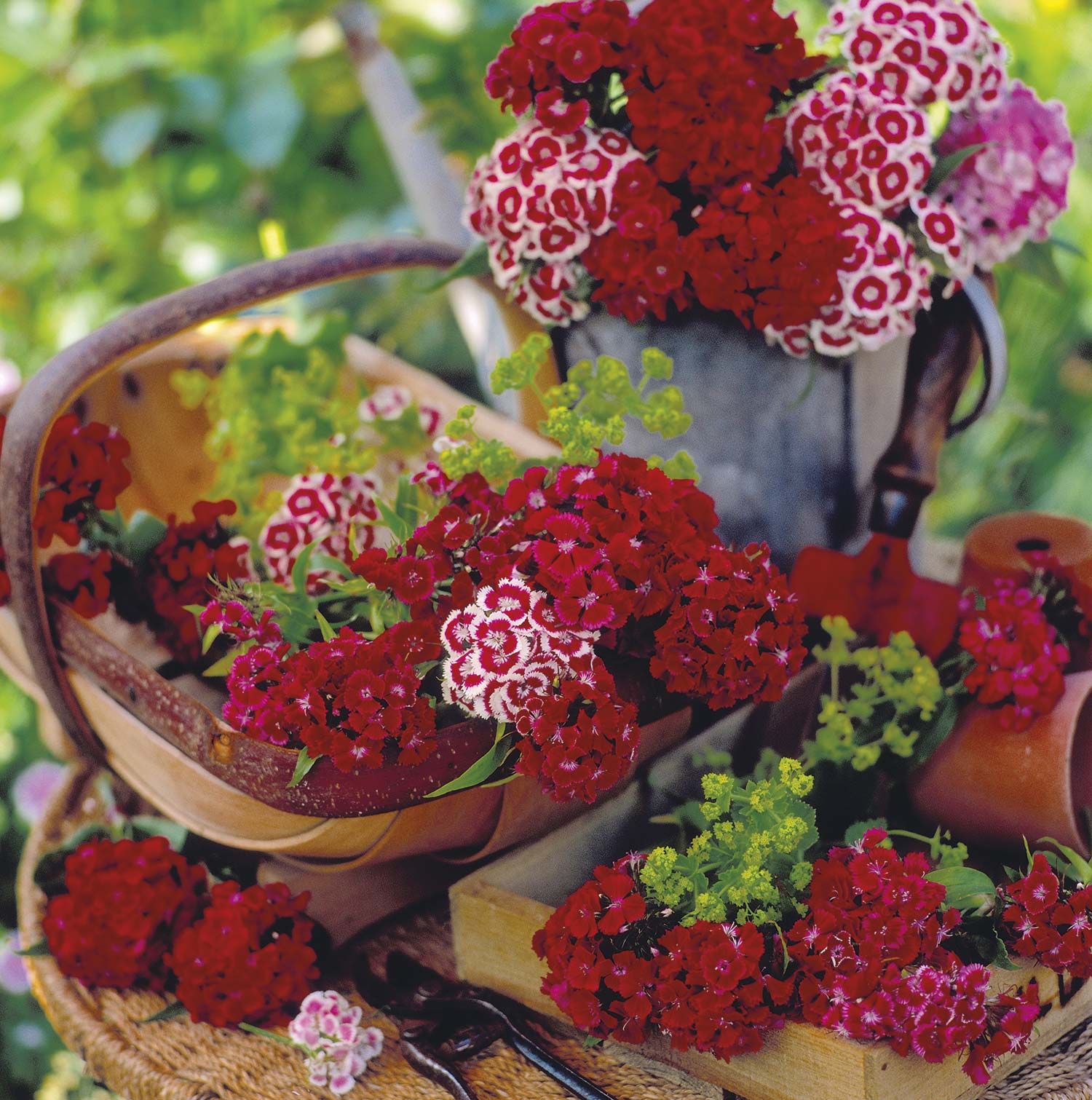 La Clavelina o Clavel del Poeta, cuidados básicos - Jardinería