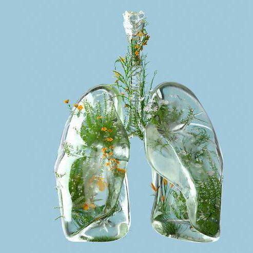 digital generated image of lungs made out of frosted glass and filled with plants and flowers on blue background