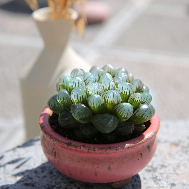 succulent with clear leaves
