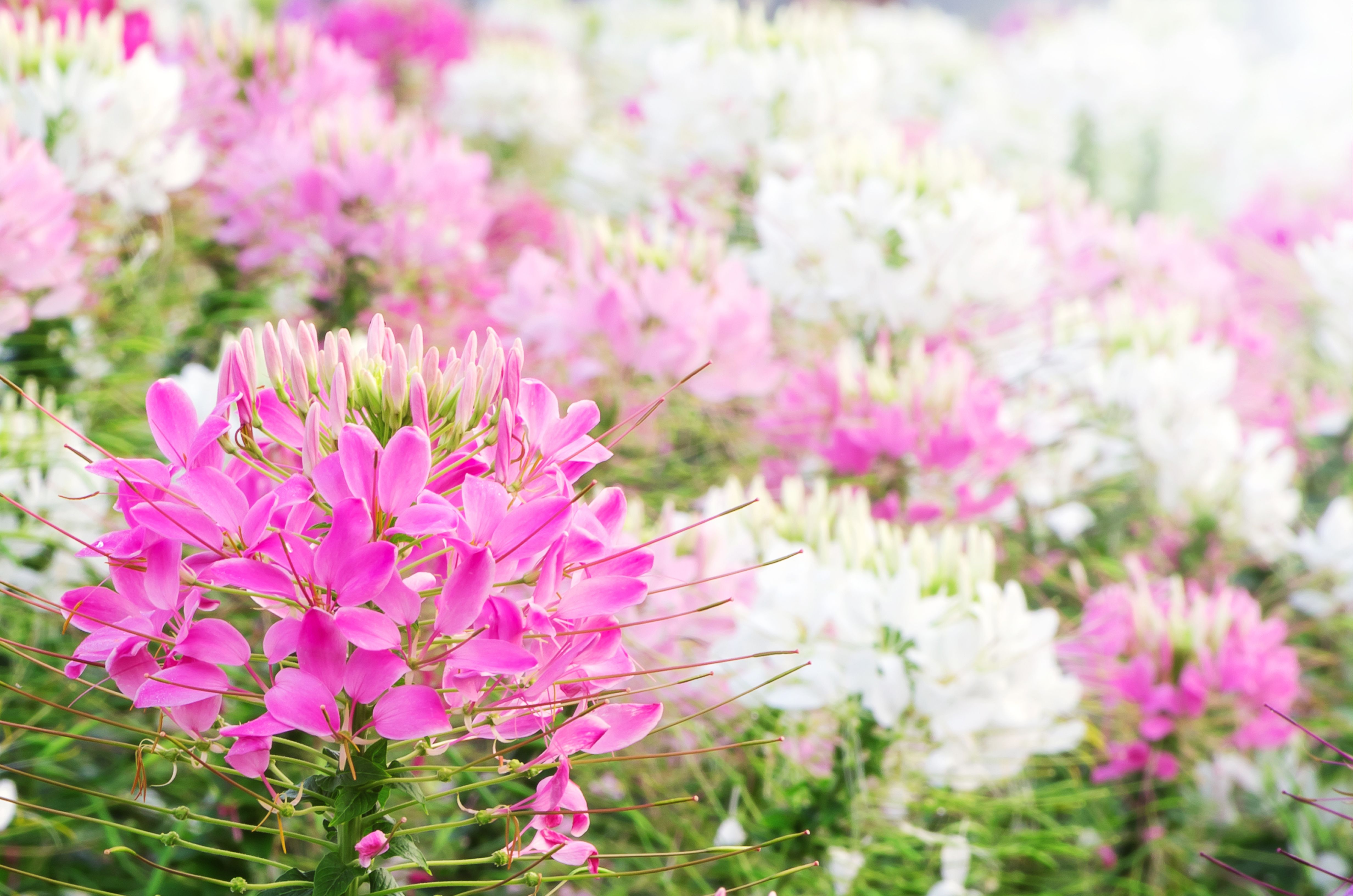 58 Best Summer Flowers to Easily Plant ...