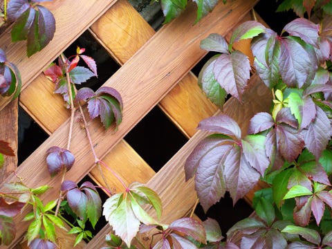 climbing plant on a wooden trellis climbing plant on a wooden trellis