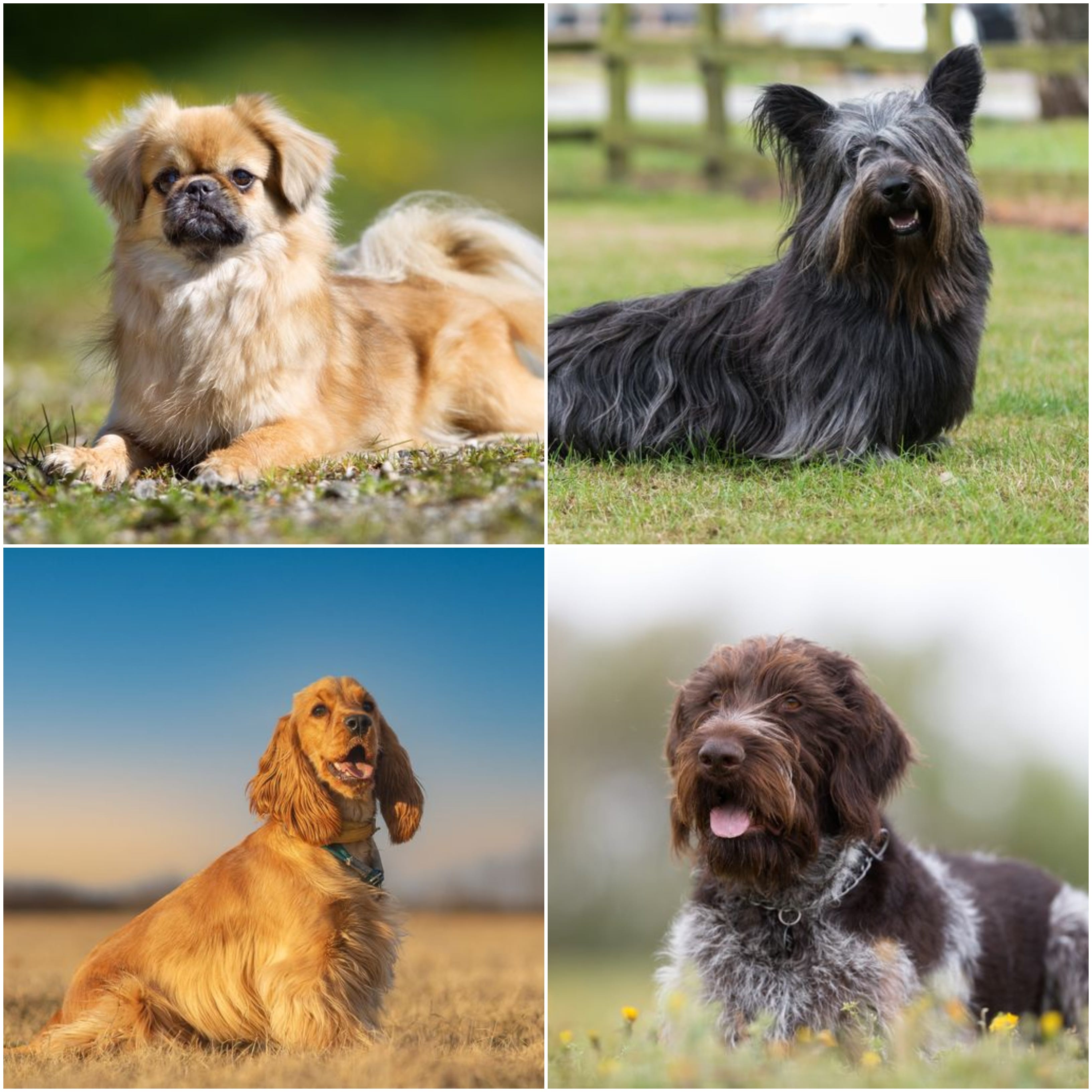 Therapy Dogs: 10 Best Therapy Dog Breeds