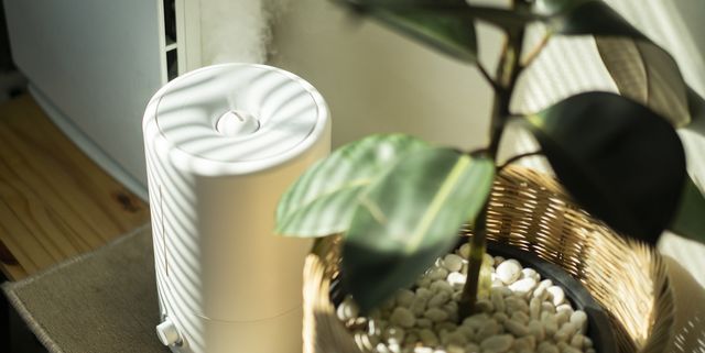 close up air humidifier machine with air purifier tree with light from window