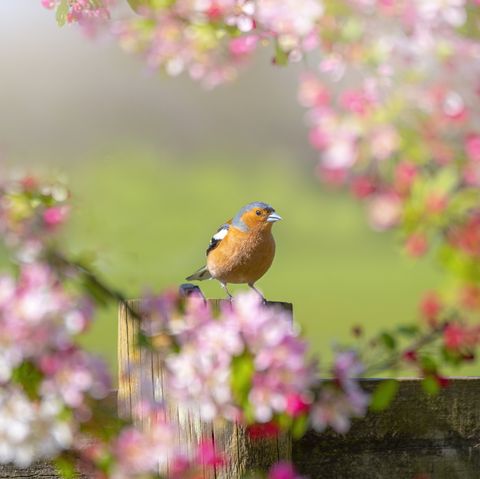 close up image of a common chaffinch garden bird perched on the branch of a crab apple tree with blossom