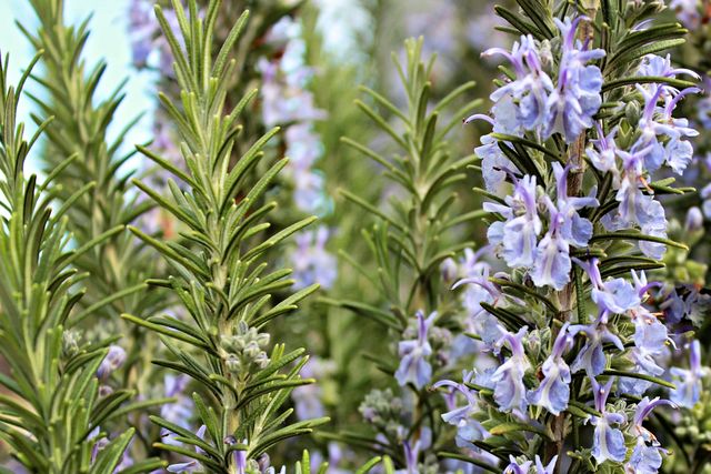close up image of rosemary growing in a garden