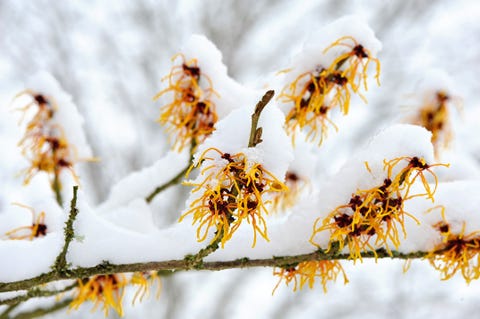 Close-up image of spring flowering Hamamelis - Witch hazel yellow flowers covered in snow