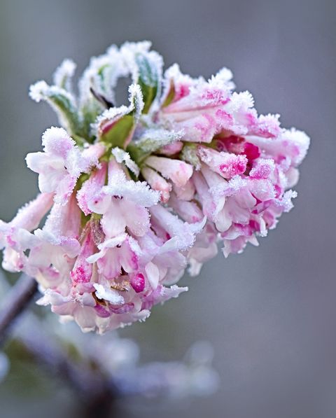 15 Best Early Spring Flowers Early Blooming Spring Flowers For Your Garden