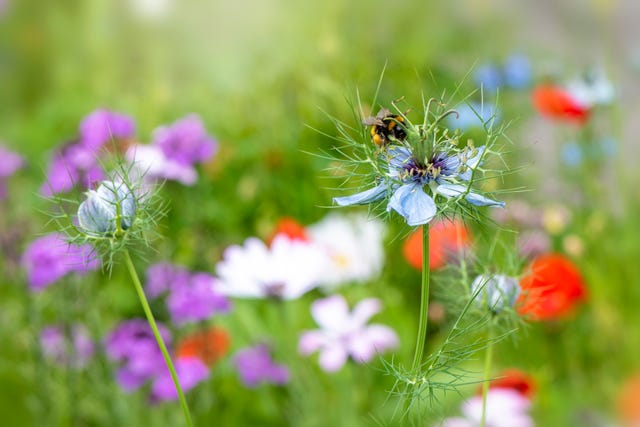 image en gros plan du bel amour printanier dans une fleur blanche de brume également connue sous le nom de nigella damascena dans une prairie d'été anglaise