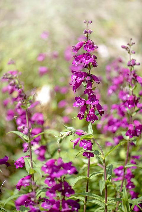 Close-up image of the beautiful summer flowering vibrant pink flowers of the Penstemon also known as beardtongues