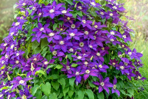 Close-up image of the beautiful summer flowering Climbing Clematis ‘Warszawska Nike’ on a garden trellis Close-up image of the beautiful summer flowering Climbing Clematis ‘Warszawska Nike’ on a garden trellis